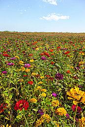 联机肉鸽，整活狂欢！国产独游《天启派对》现已上线！